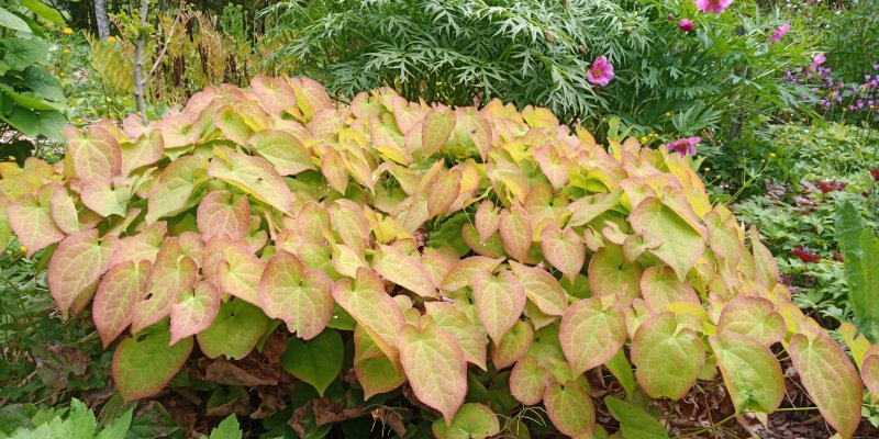 Epimedium pubigerum 'Orange Königin' Kõrge haldjatiib (epimeedium)